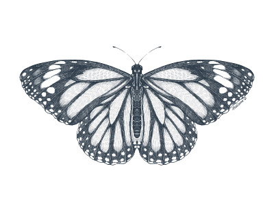 Monarch butterfly black and white butterfly entomology etching graphic art illustration procreate wb