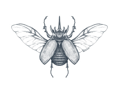 Five-horned rhinoceros beetle beetle black and white bugs entomology etching graphic art illustration procreate