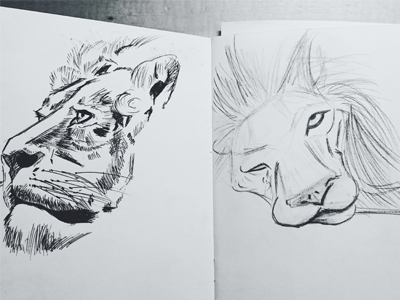 Lions. animal artwork biro hunting line lions rough sketch sketchbook trophy
