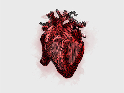 Anatomy of the heart heart illustration
