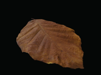autumn leaf rendering 3d 3dvisualization autumn cgi clay illustration leaf nature photogrammetry photorealistic rendering scan