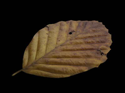 CGI autumn leaf texture (beech)