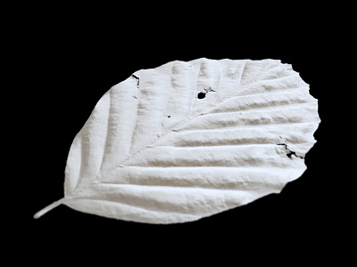 autumn leaf (beech) clay rendering