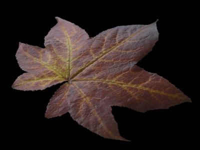 CGI autumn leaf texture (amber tree #1) 3d 3dvisualization autumn cgi forest illustration leaf nature photogrammetry photorealistic rendering scan