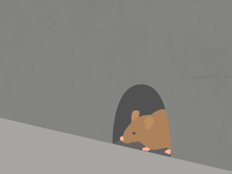 Rainy Rat adobe after effects animation design gif illustration motion motion design rain rat vector