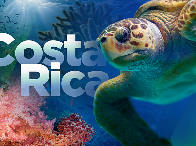 Costa Rica Turtle coral reef costa rica fishes ocean sea turtle