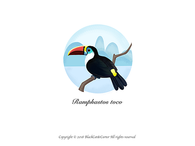 Illustration Collection-Toucan
