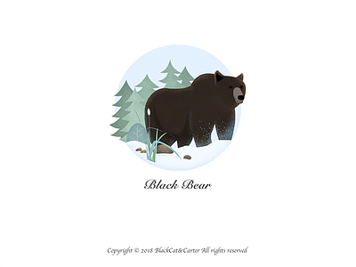 Illustration Collection-Black Bear