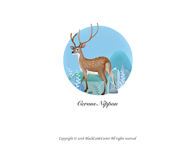 Illustration Collection-Cervus nippon illustration