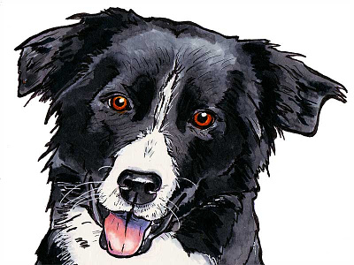 Border Collie border collie dog drawing illustration marker
