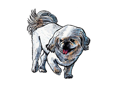 Pekingese dog drawing illustration marker pekingese