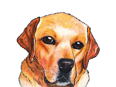 Yellow Lab dog illustration marker yellow lab