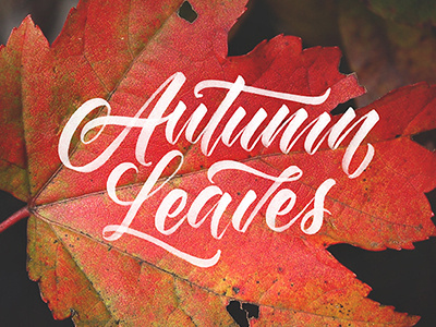 Autumn Leaves autumn calligraphy fall handlettering leaf leaves lettering