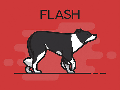 Flash - Ready border collie dog flash illustration
