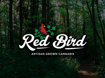 Red Bird Cannabis Branding branding cannabis illustration logo design web design