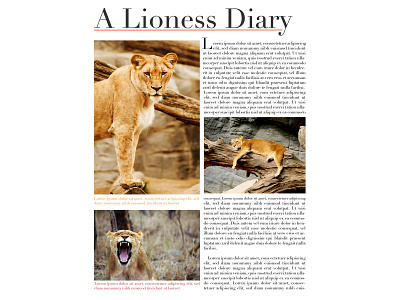 Lioness diary