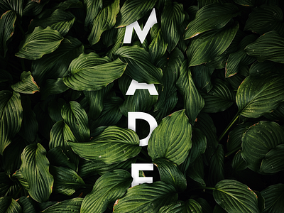 Madera Type Test 2 design floral geometric graphic design madera nature organic type typography