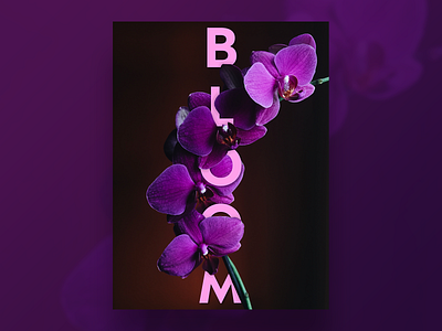 Bloom 1