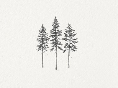 In the Pines botanical hand drawn illustration pencil pine tree