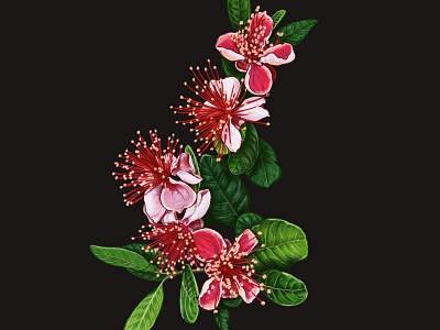 Feijoa blossom botanical feijoa guava guavasteen illustration leaves pink