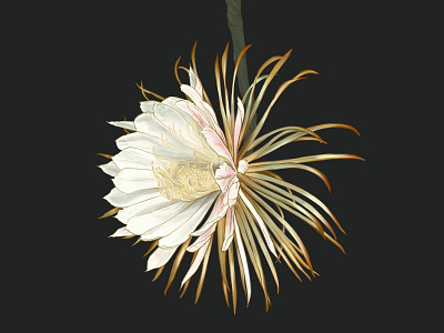 night blooming cereus botanical cactus flower illustration ipad