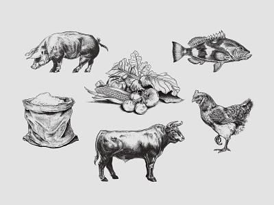 Illustration set for a restaurant in Tallahassee FL animals chicken cow farm fish grains livestock pig restaurant vegetables