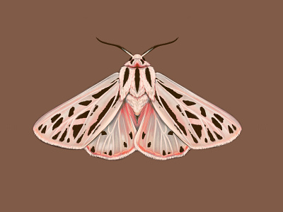 Arge Tiger Moth botanical illustration moth pink rust tigermoth