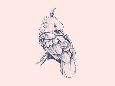 Cockatoo bird cockatoo hand drawn illustration line parrot tropical