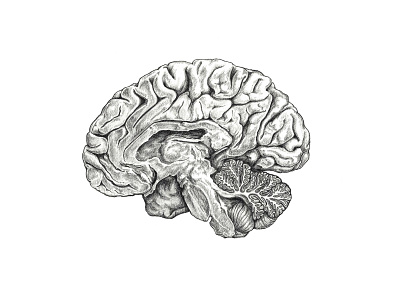 Human Brain brain hand drawn medical illustration pencil scientific illustration