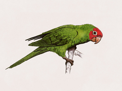 Cherry Headed Conure conure digital illustration ipadpro parrot vintage