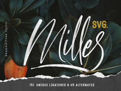 Free Milles Calligraphy Font