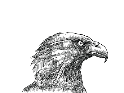 Eagle illustration