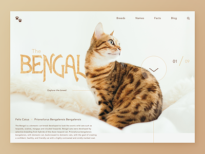 Bengal Cats UI brown cats color design design porn interface landing page sketch tan type ui ux