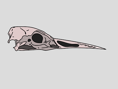 Bird Skull bird graphics illustration sketch skull taxidermy