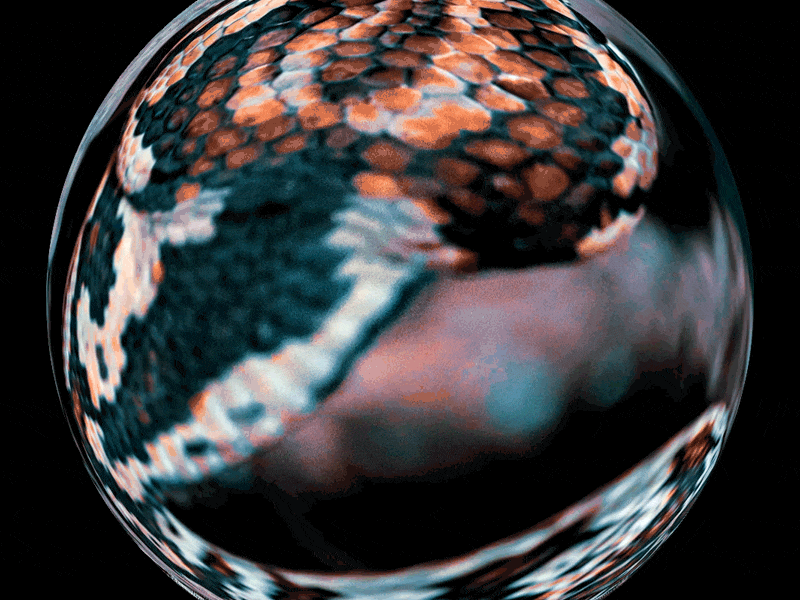 S(caly) - 19/26 Days of Type ux ui icon minimal animals s type lettering ripple motiongraphics animated gif reptiles snake animation clean typography identity branding design