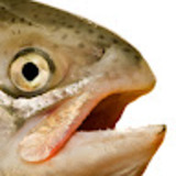 Tanapol