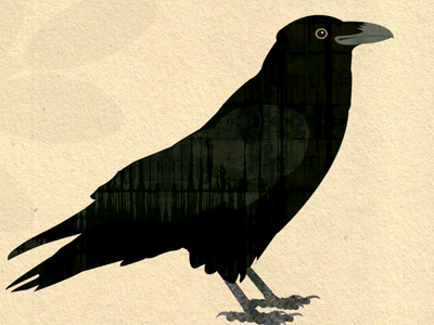 Raven animal illustration raven