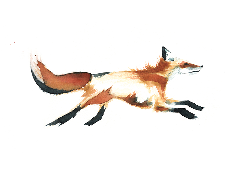 Hello Fox! by Cat Graff on Dribbble