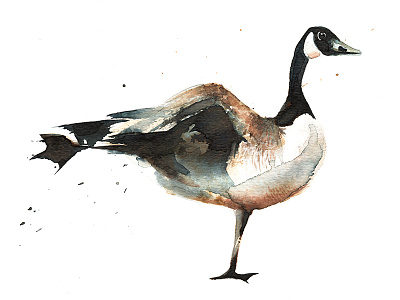 Canadian Goose art goose handmade illustration poop watercolour