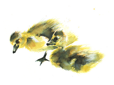 Canadian Goslings art canadian goose goslings handmade honk illustration nature paint watercolour
