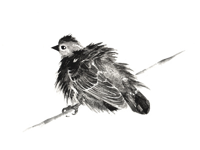 Puffed Up art bird black feathers illustrate paint watercolour white