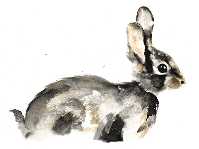 Wee Bunny Study art bunny drawing graphite illustration painting study watercolour