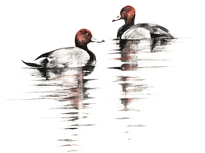 Redheads doodle drawing ducks graphite illustration painting red redheads reflection sketch water watercolour