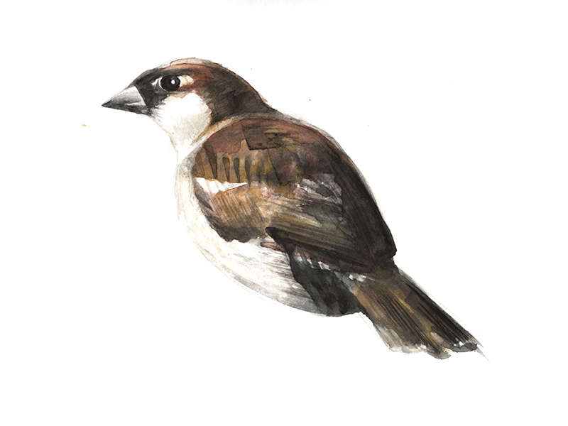 Angry Sparrow by Cat Graff on Dribbble