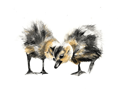 Goslings Heart art birds cute draw gosling goslings heart love paint watercolour wildlife