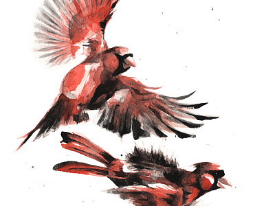 Cardinals Pew Pew Pewing... artist cardinals paint pew pew pew red watercolour