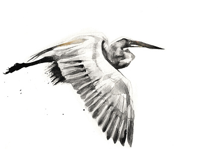 Egret with no time for regret. bird drawing egret expression graphite handmade heron painting watercolour