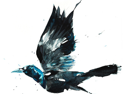 Attack of the Grackle art artist bird doodle drawing feathers fly grackle painting sketch watercolour wings
