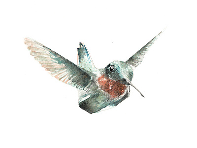 Hummingbird bird drawing fly humming painting watercolour wings zip