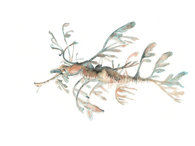 Seadragon swimming right into your heart... art artist dragon drawing graphite leafy nature painting sea seadragon swim watercolour